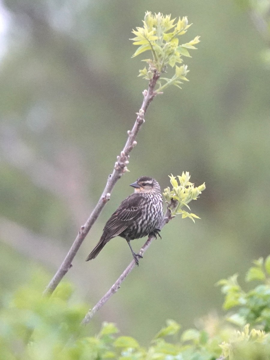 Red-winged Blackbird - ML618573529