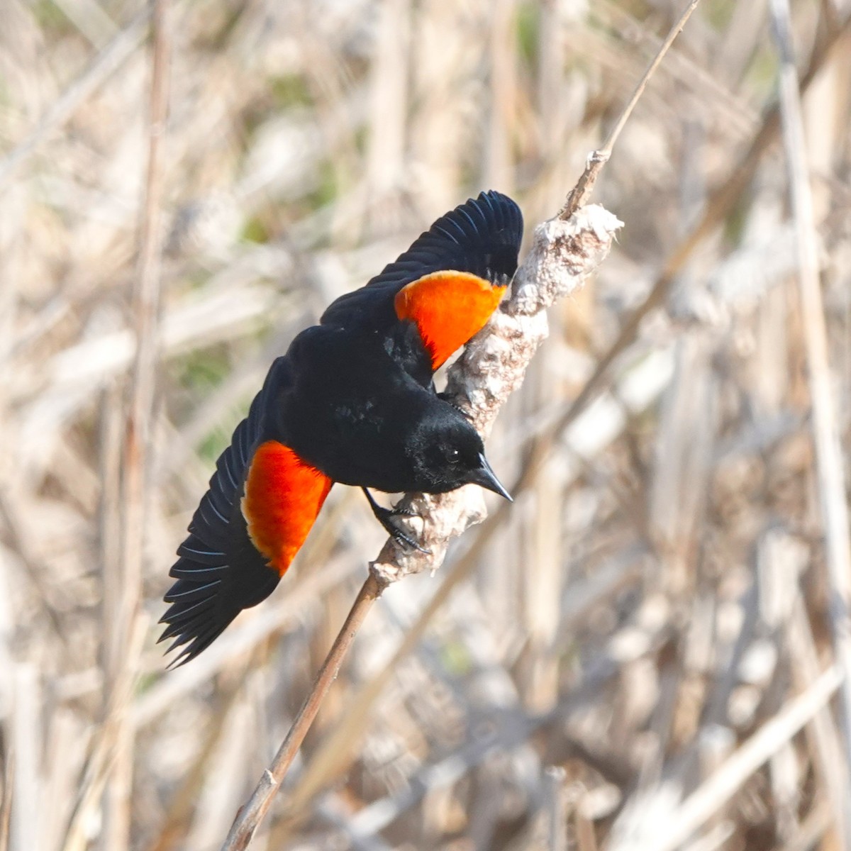 Red-winged Blackbird - ML618573536