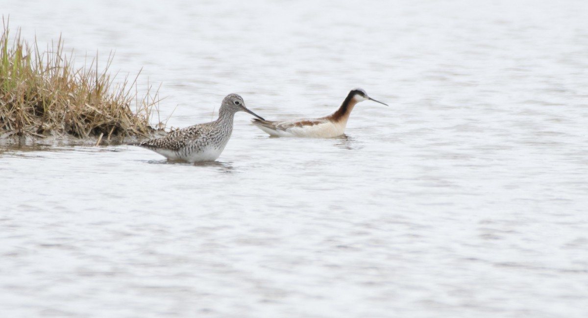 Wilson's Phalarope - ML618573537