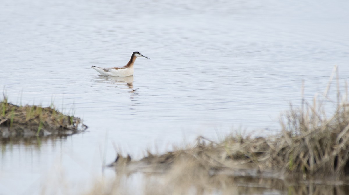 Wilson's Phalarope - ML618573538