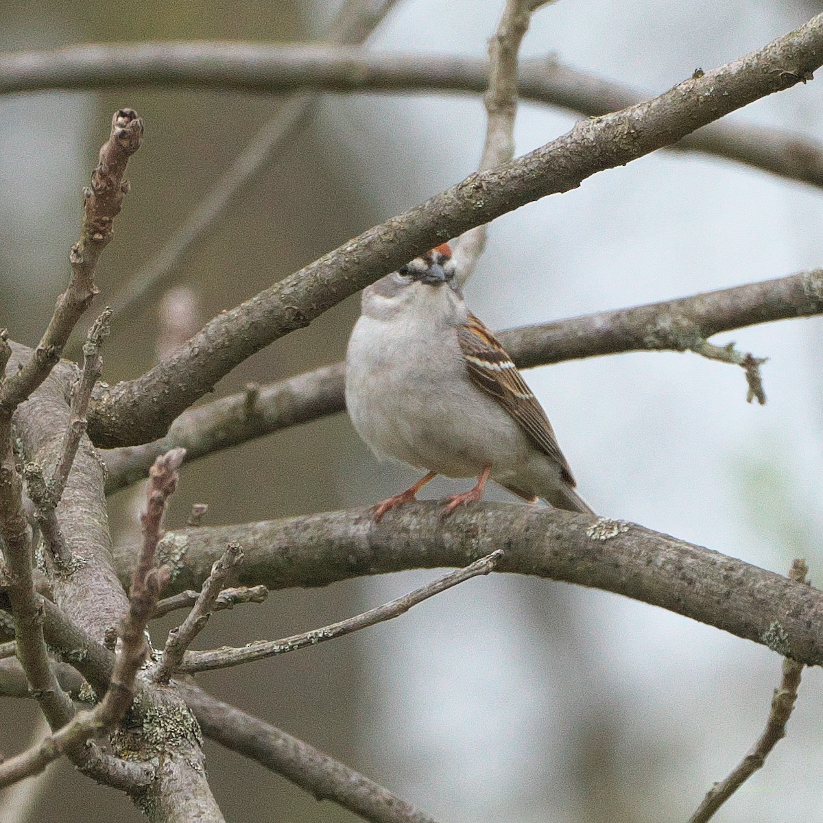 Chipping Sparrow - ML618573539