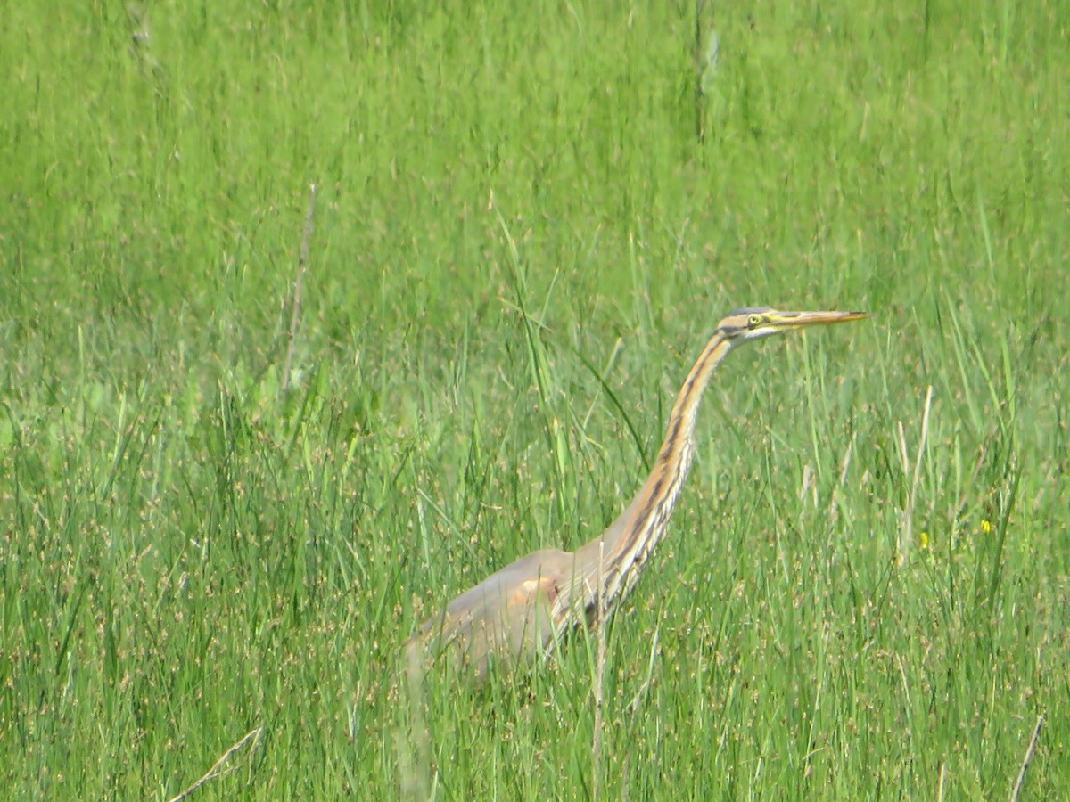 Purple Heron - ML618573570