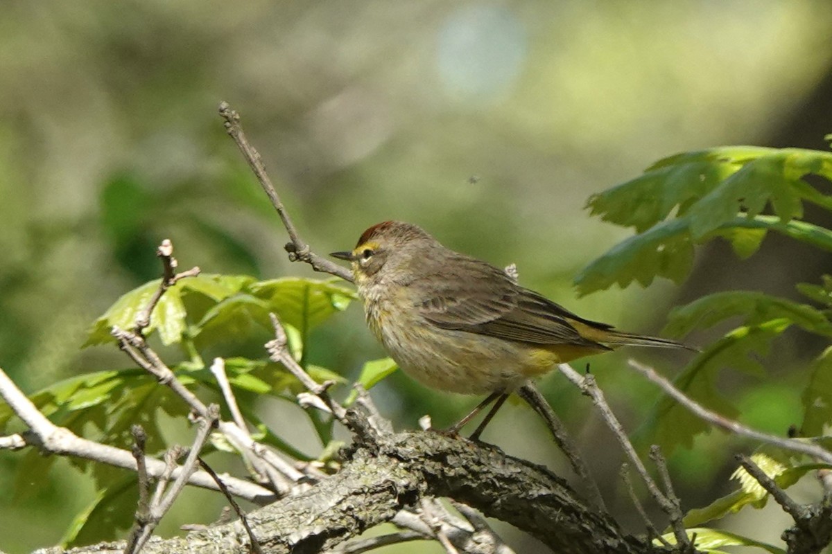 Palm Warbler - ML618573632