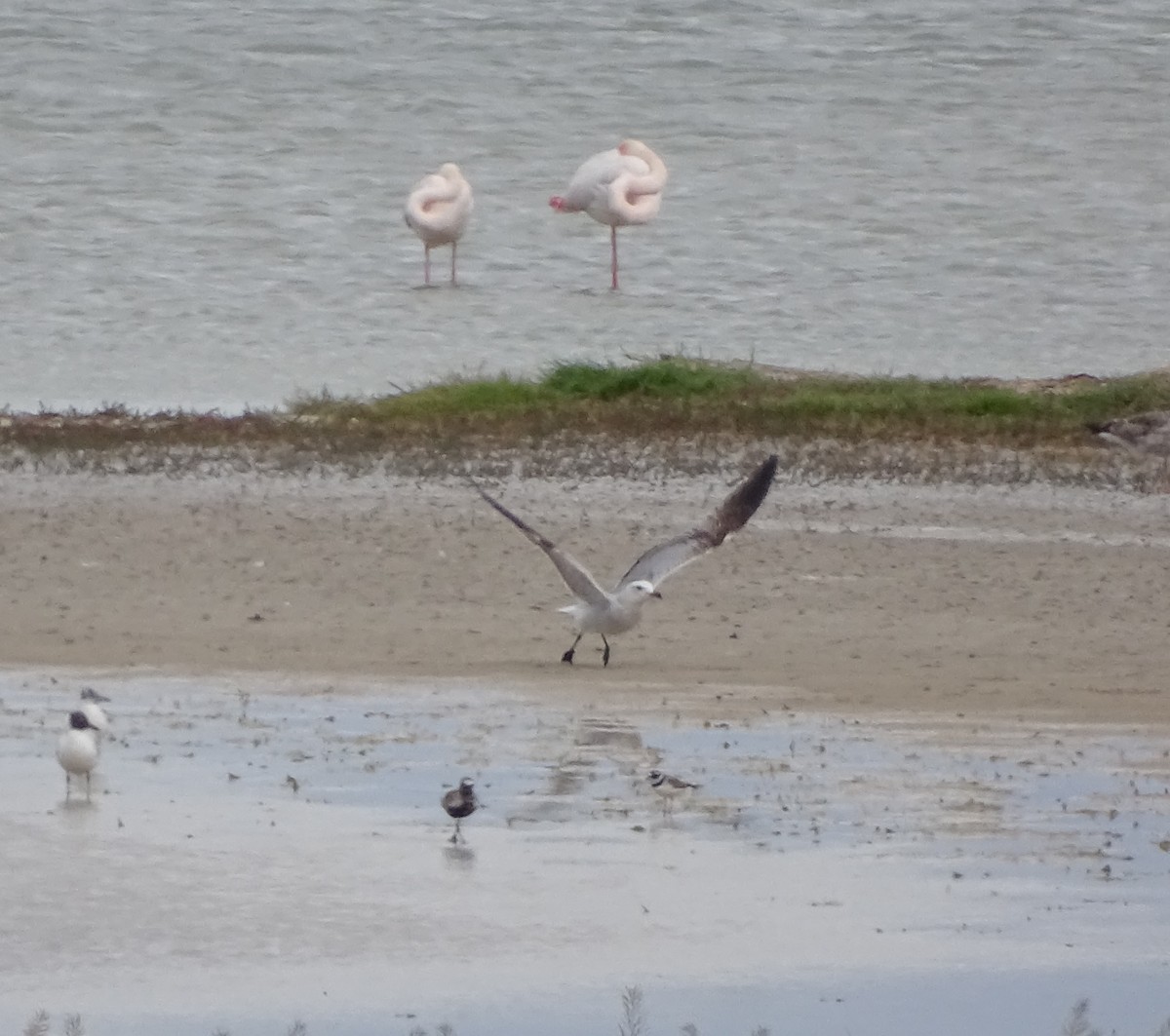 Audouin's Gull - Javier Nicolau