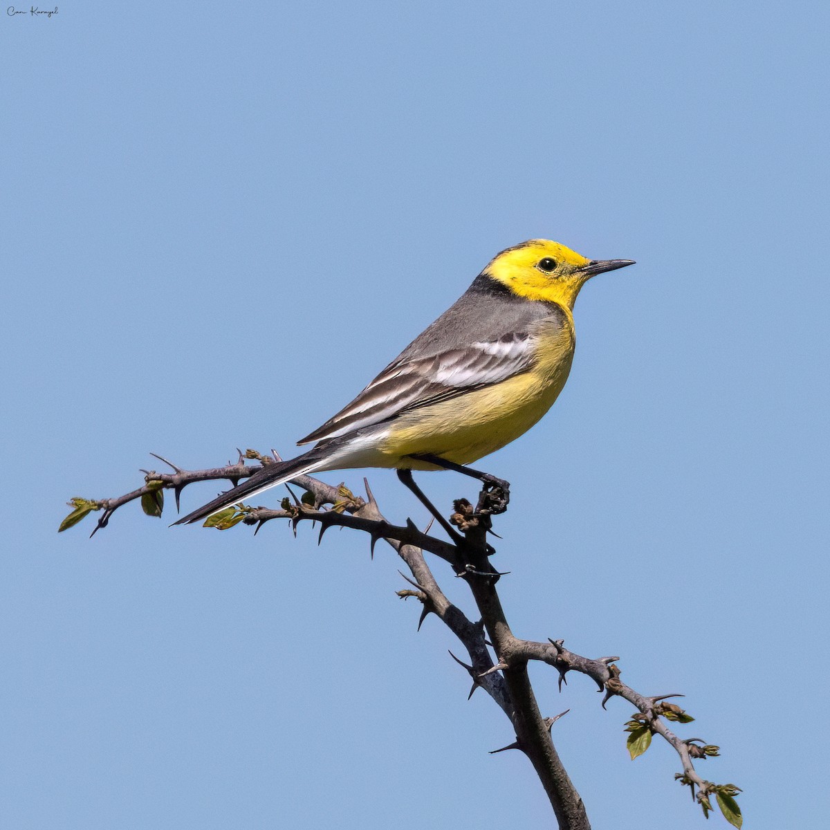 Citrine Wagtail - ML618573635