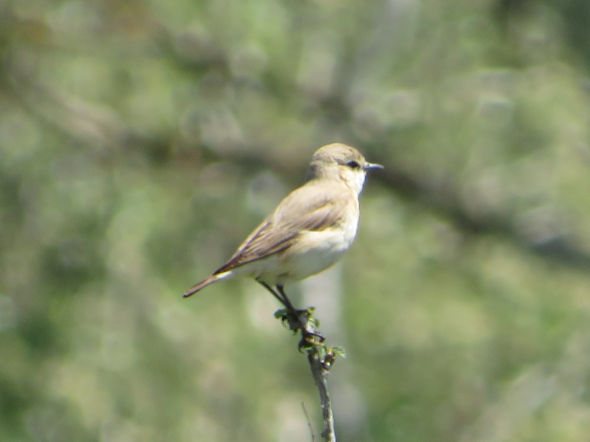 Isabelline Wheatear - ML618573636