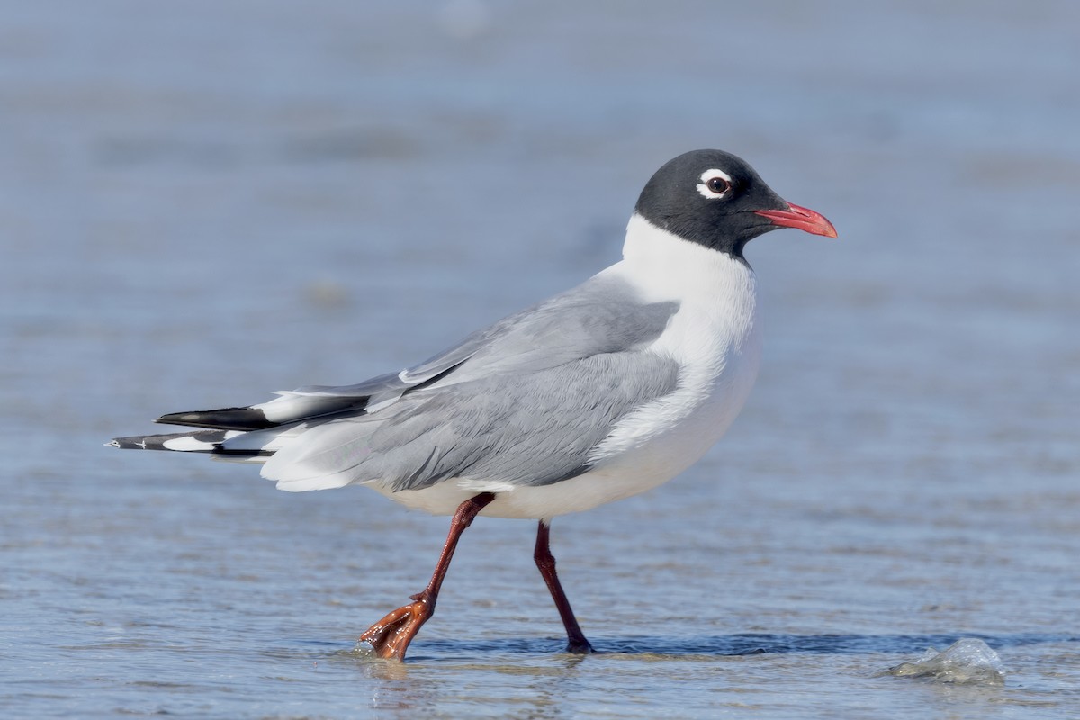 Franklin's Gull - ML618573637
