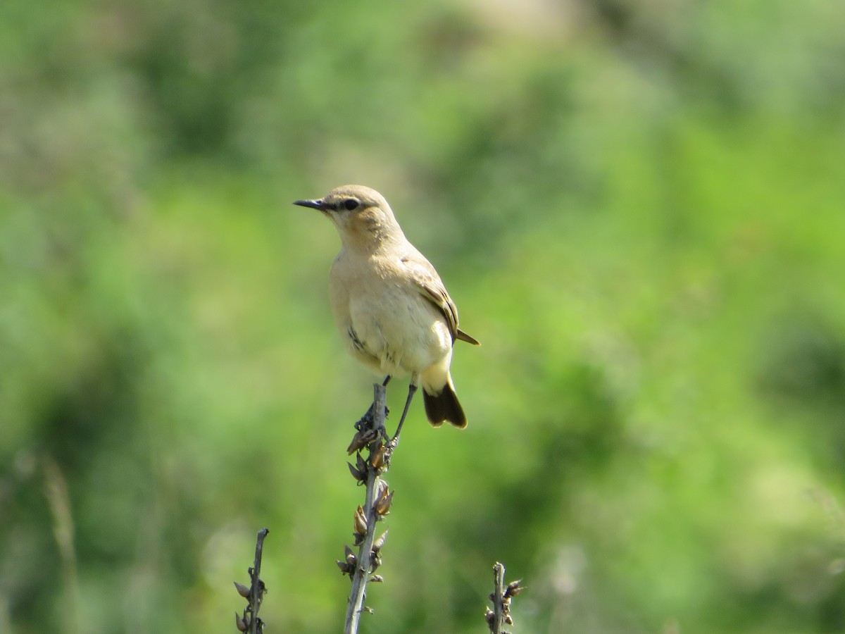 Isabelline Wheatear - ML618573652