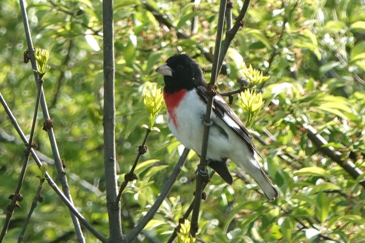 Rose-breasted Grosbeak - ML618573719