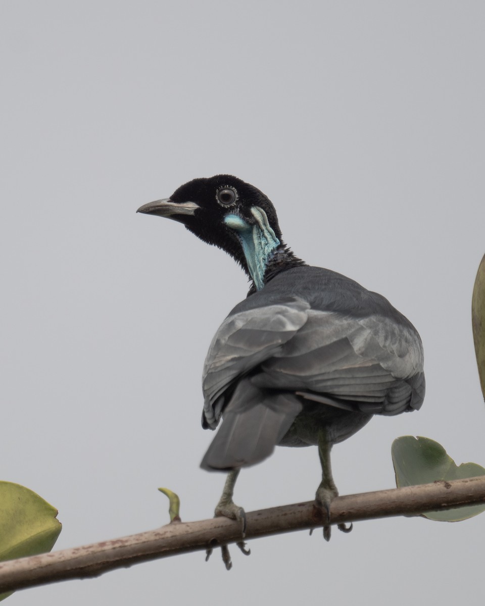 Bare-necked Fruitcrow - Ross Bartholomew