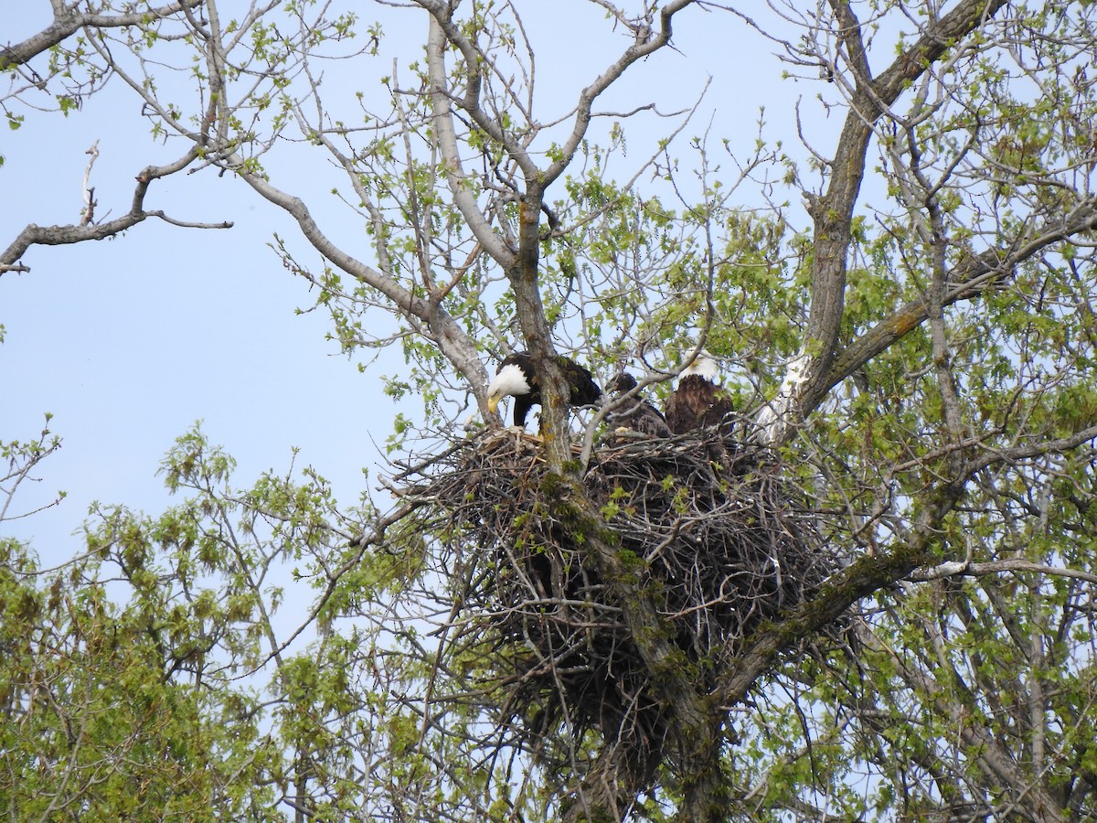 Weißkopf-Seeadler - ML618573735