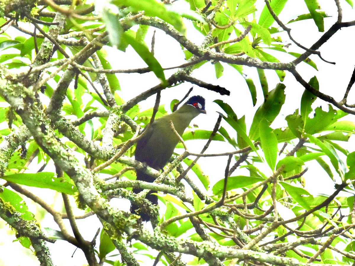 Turaco de Hartlaub - ML618573737