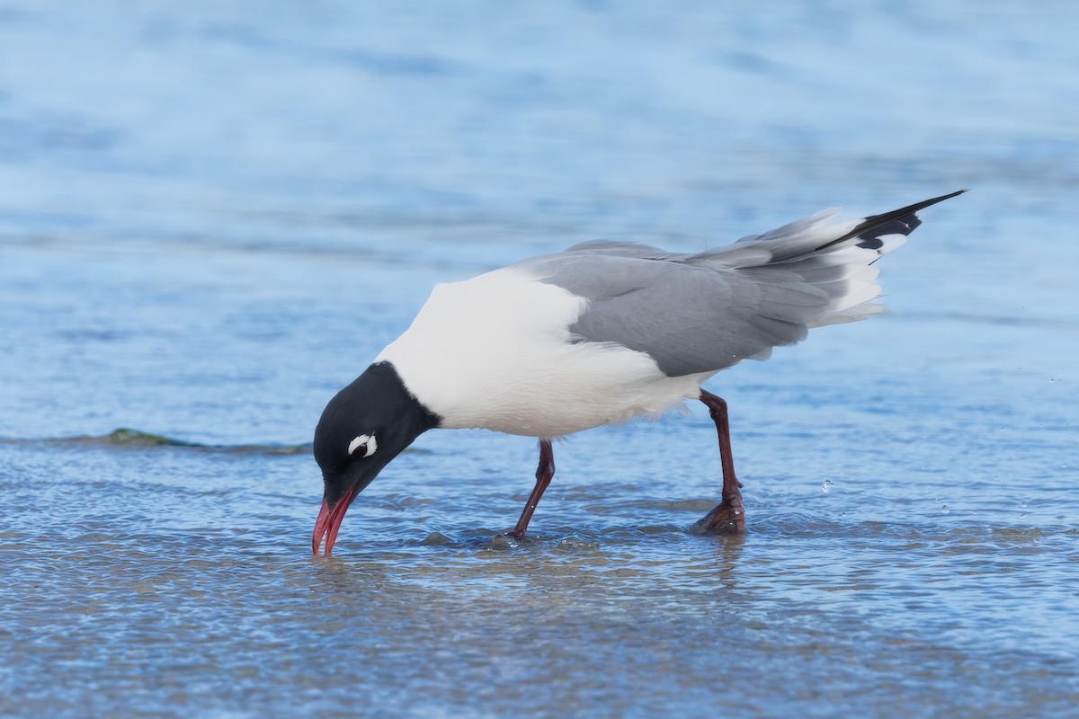 Franklin's Gull - ML618573756