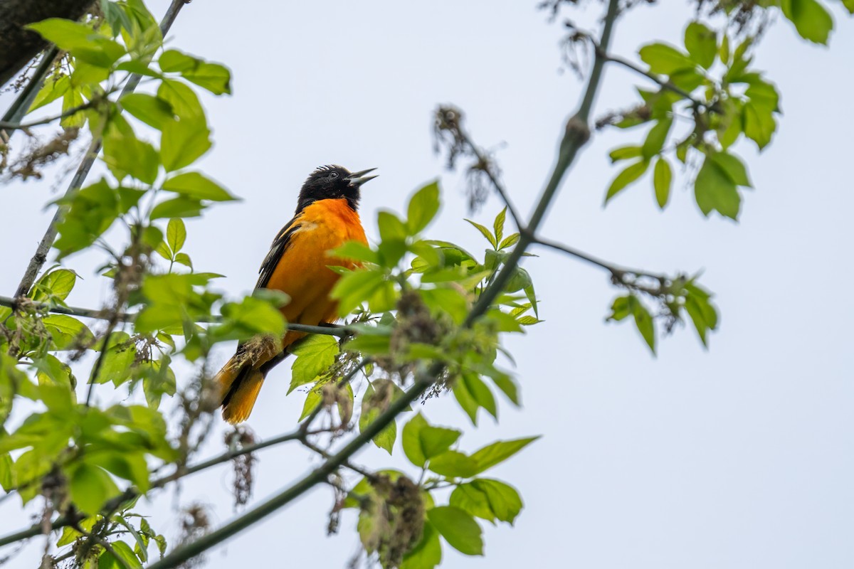 Baltimore Oriole - Matt Saunders