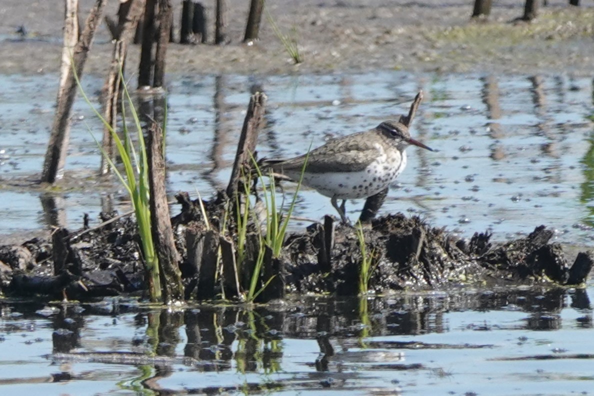 Spotted Sandpiper - ML618573806