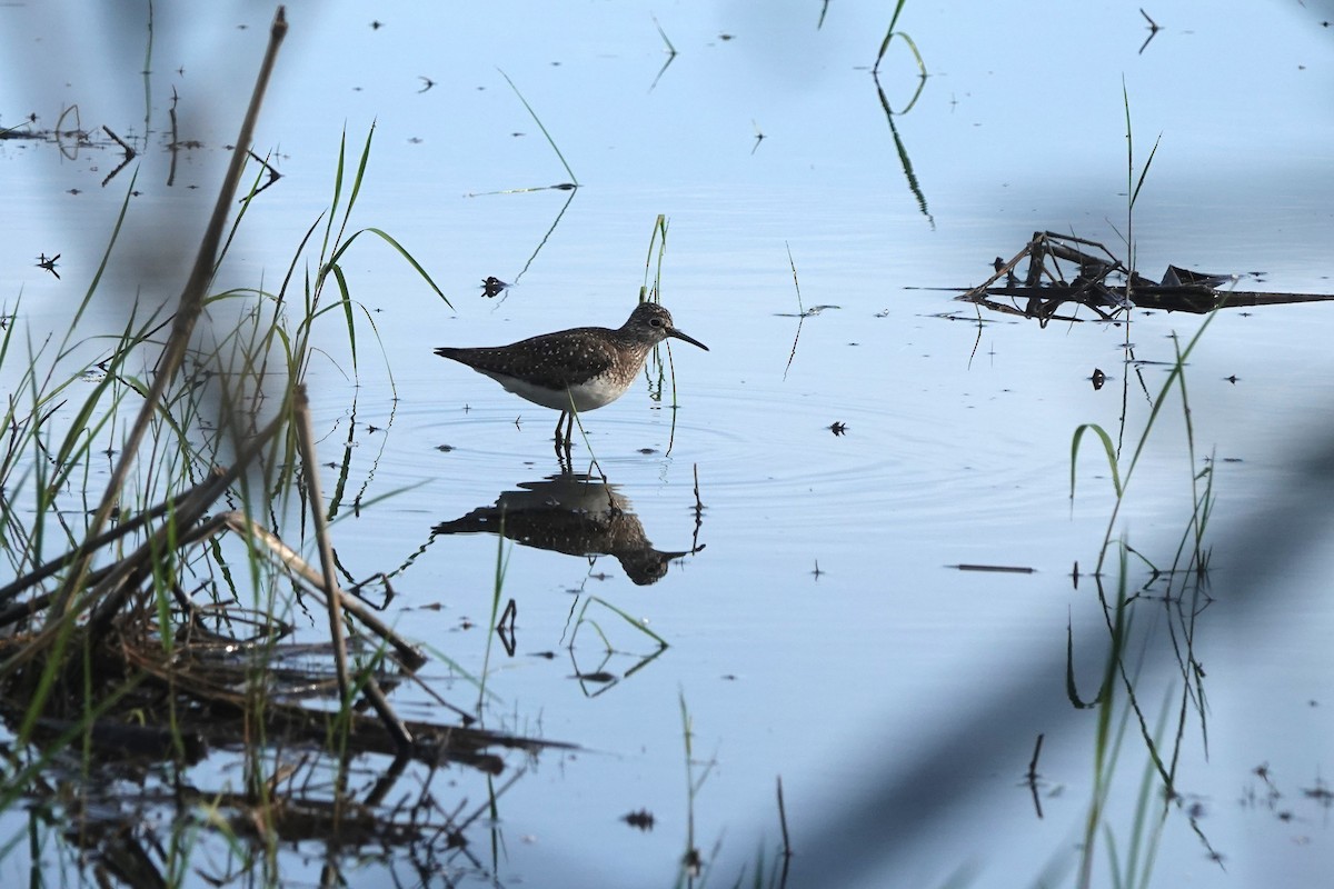 Solitary Sandpiper - ML618573819