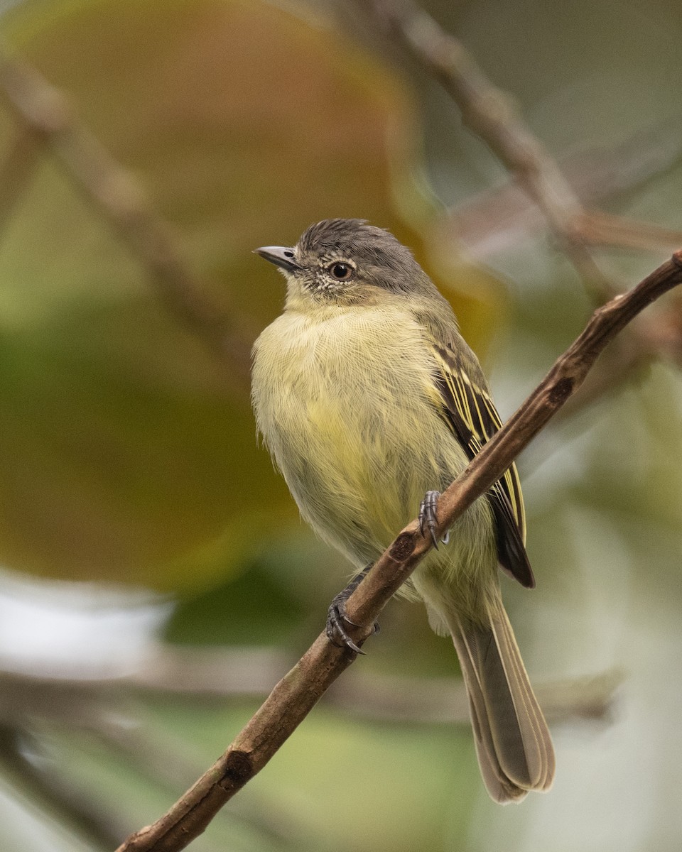 Slender-footed Tyrannulet - ML618573820