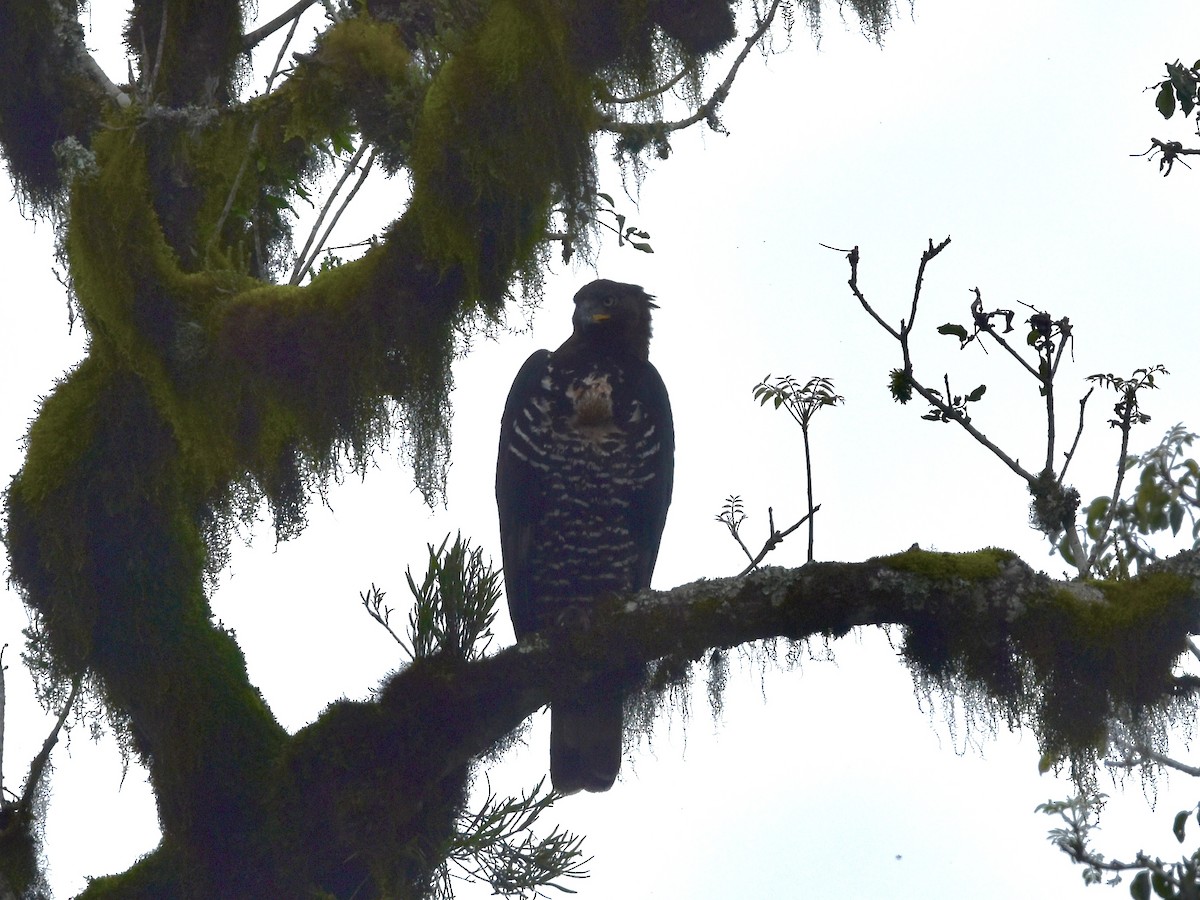 Crowned Eagle - Shirley Bobier