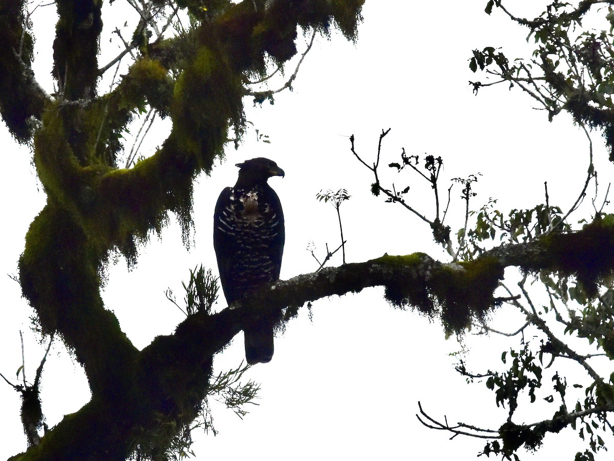 Crowned Eagle - ML618573867