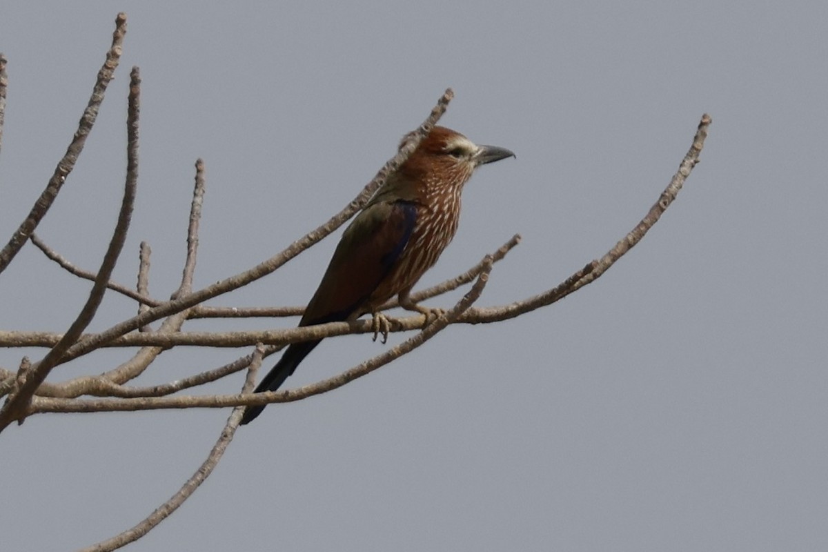 Rufous-crowned Roller - Mathieu Soetens