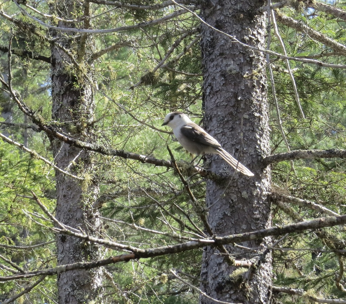 Кукша канадська - ML618573888