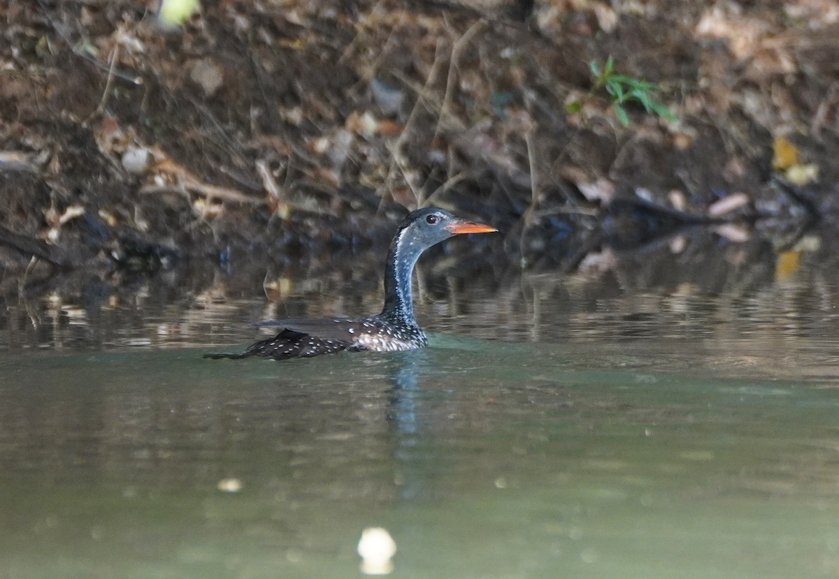 African Finfoot - Javier Train Garcia