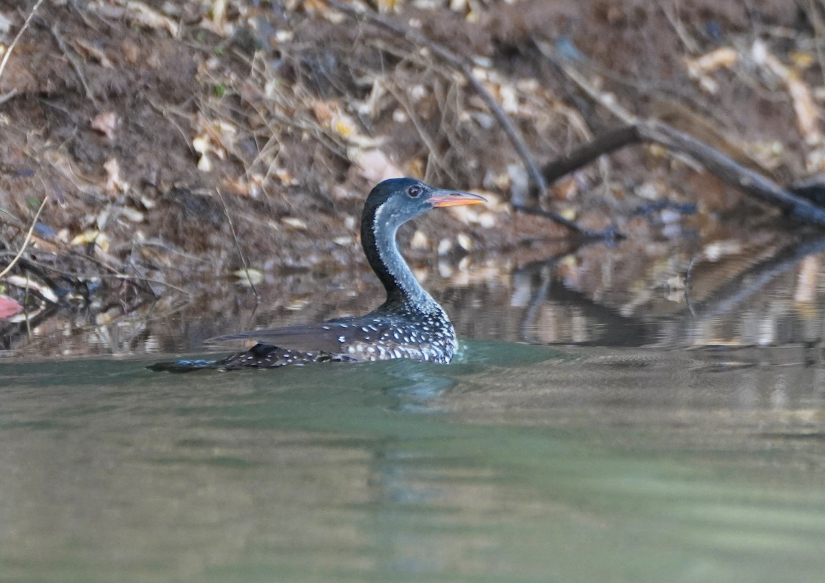 African Finfoot - Javier Train Garcia