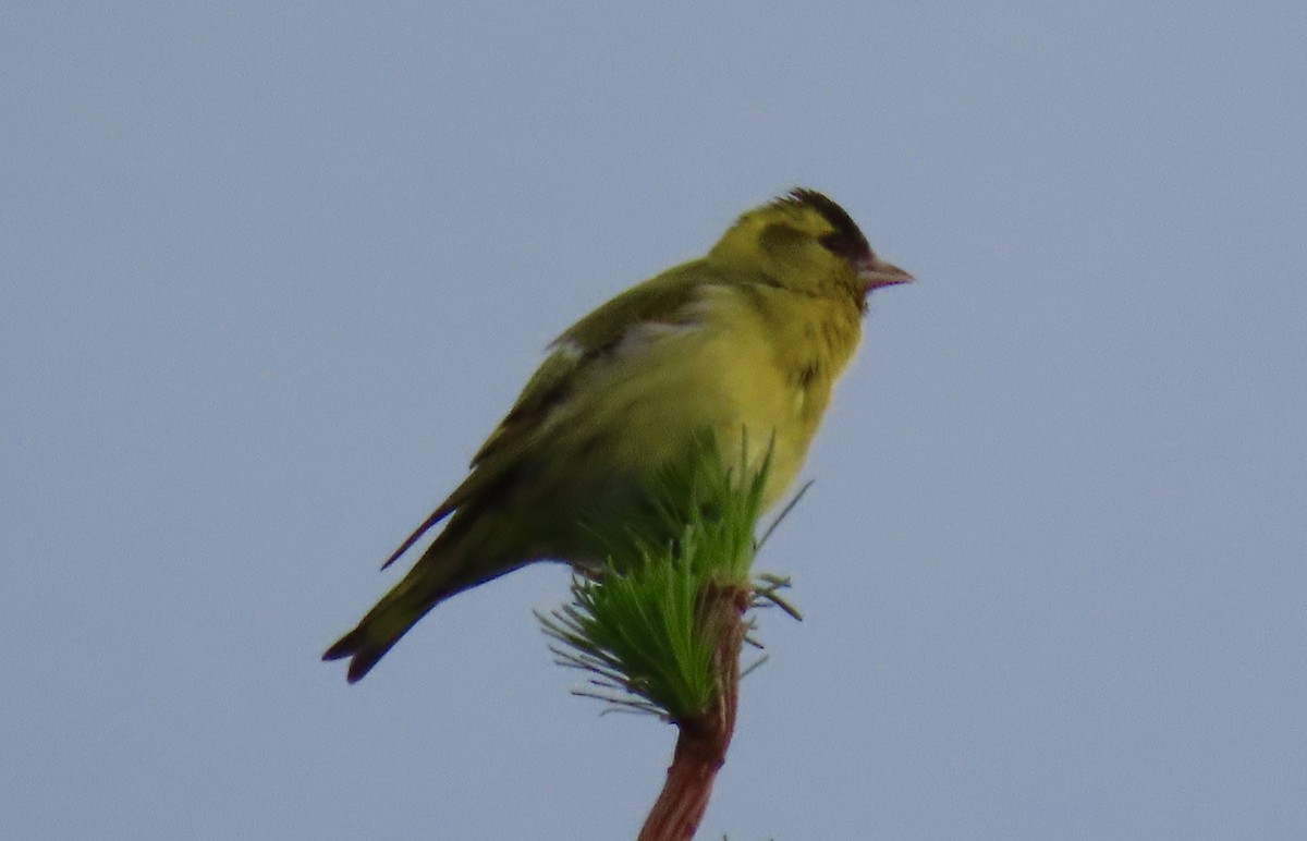 Eurasian Siskin - Oli Bailey