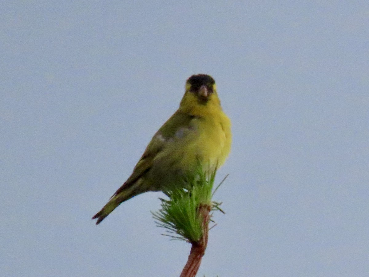 Eurasian Siskin - Oli Bailey