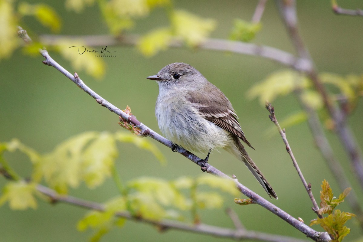 Dusky Flycatcher - ML618573927