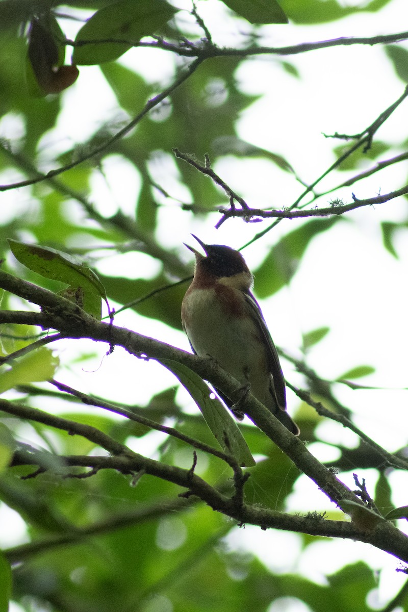 Bay-breasted Warbler - ML618573932