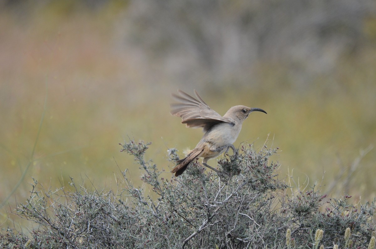 LeConte's Thrasher - John Mark Simmons