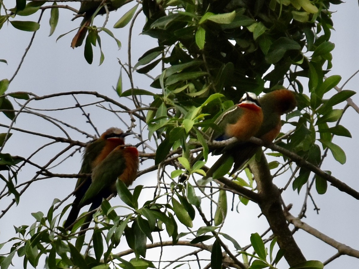 White-fronted Bee-eater - ML618573959