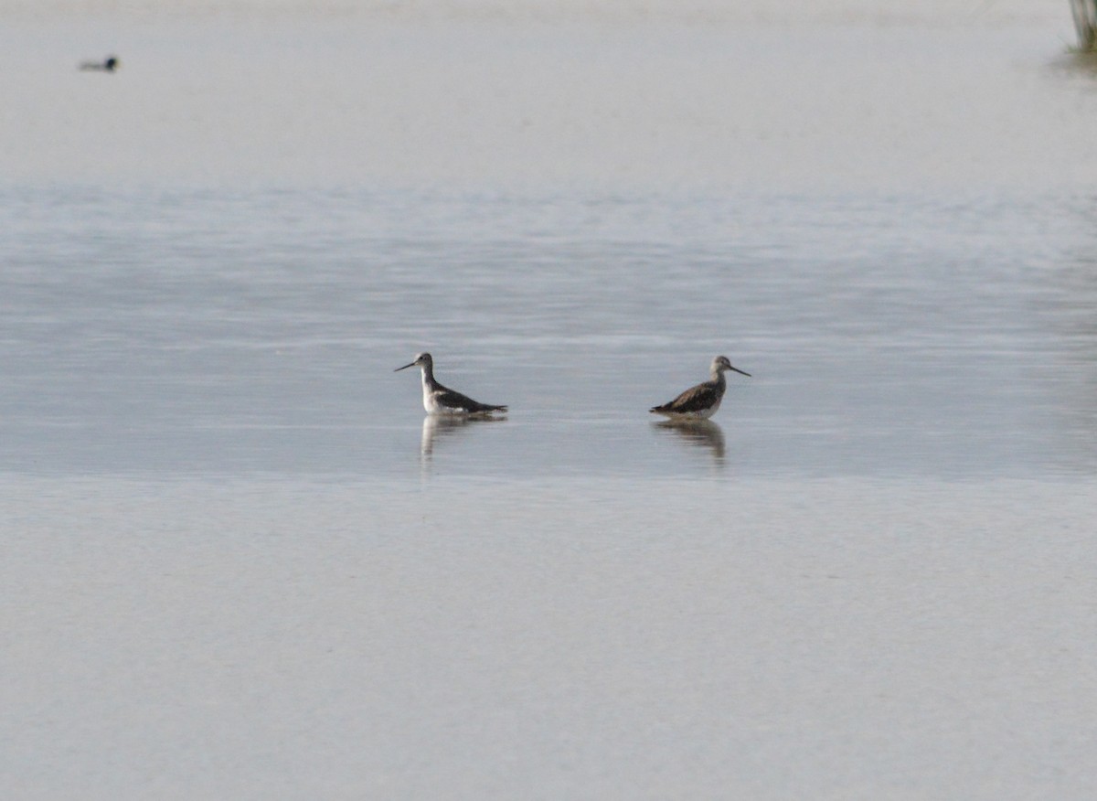 Greater Yellowlegs - ML618573965