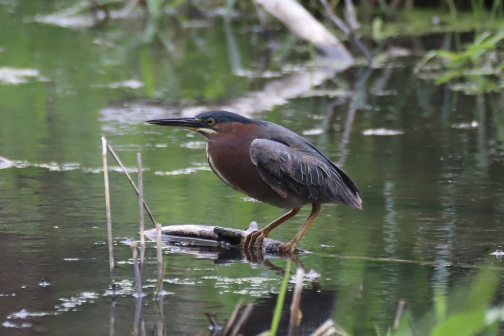 Green Heron - Jacob Riggs