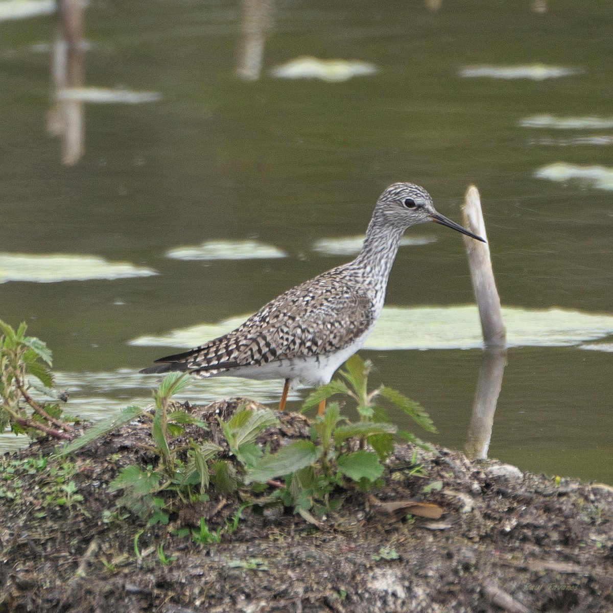 Lesser Yellowlegs - ML618574001