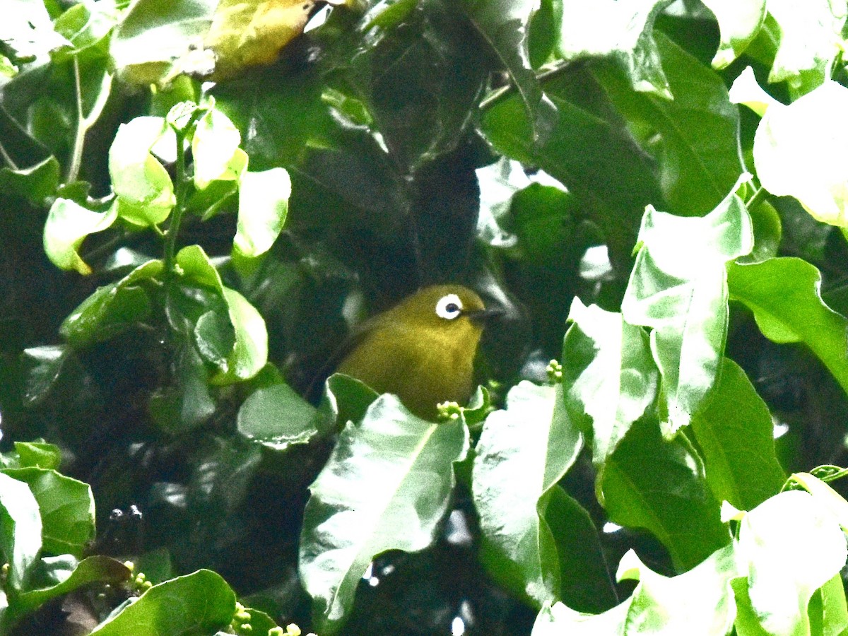 Kilimanjaro White-eye - Shirley Bobier