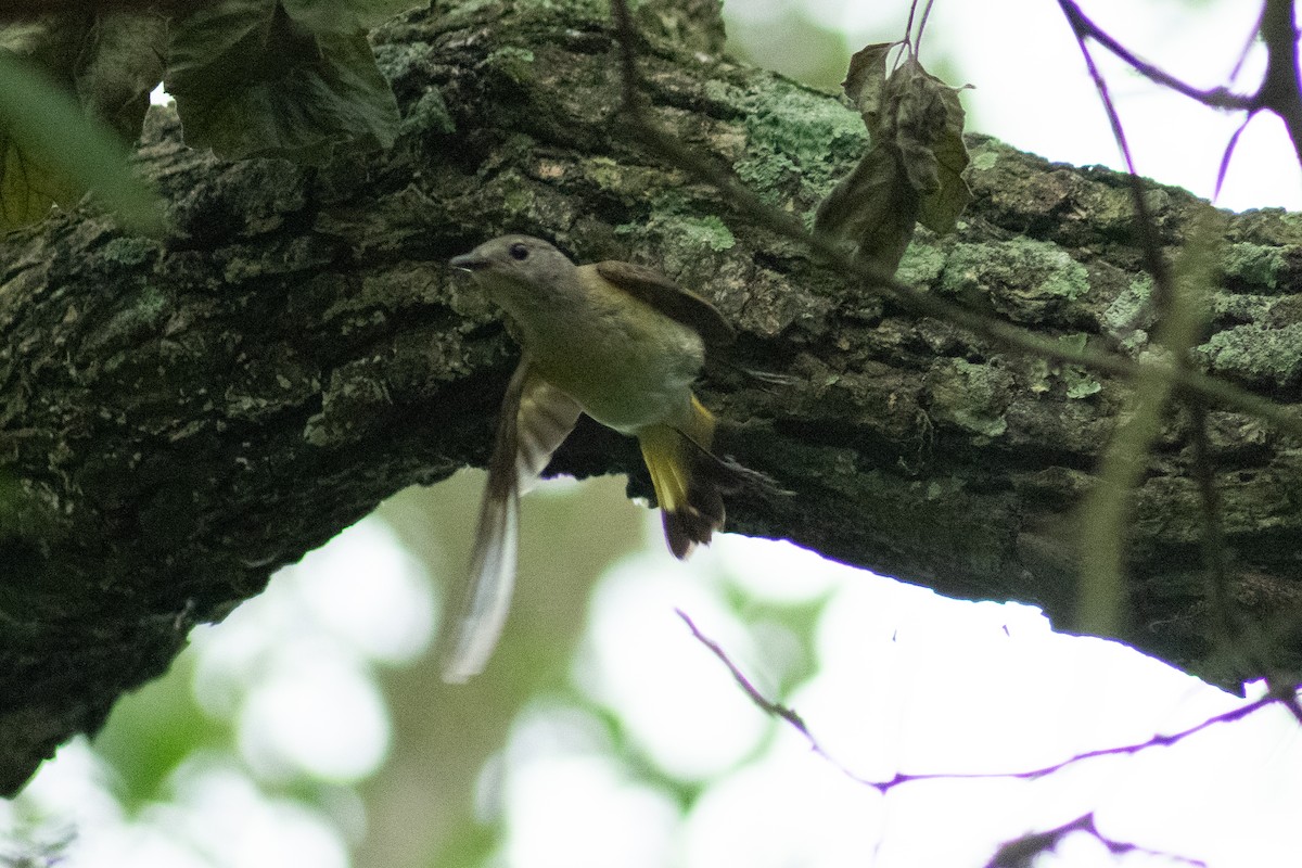 American Redstart - ML618574016