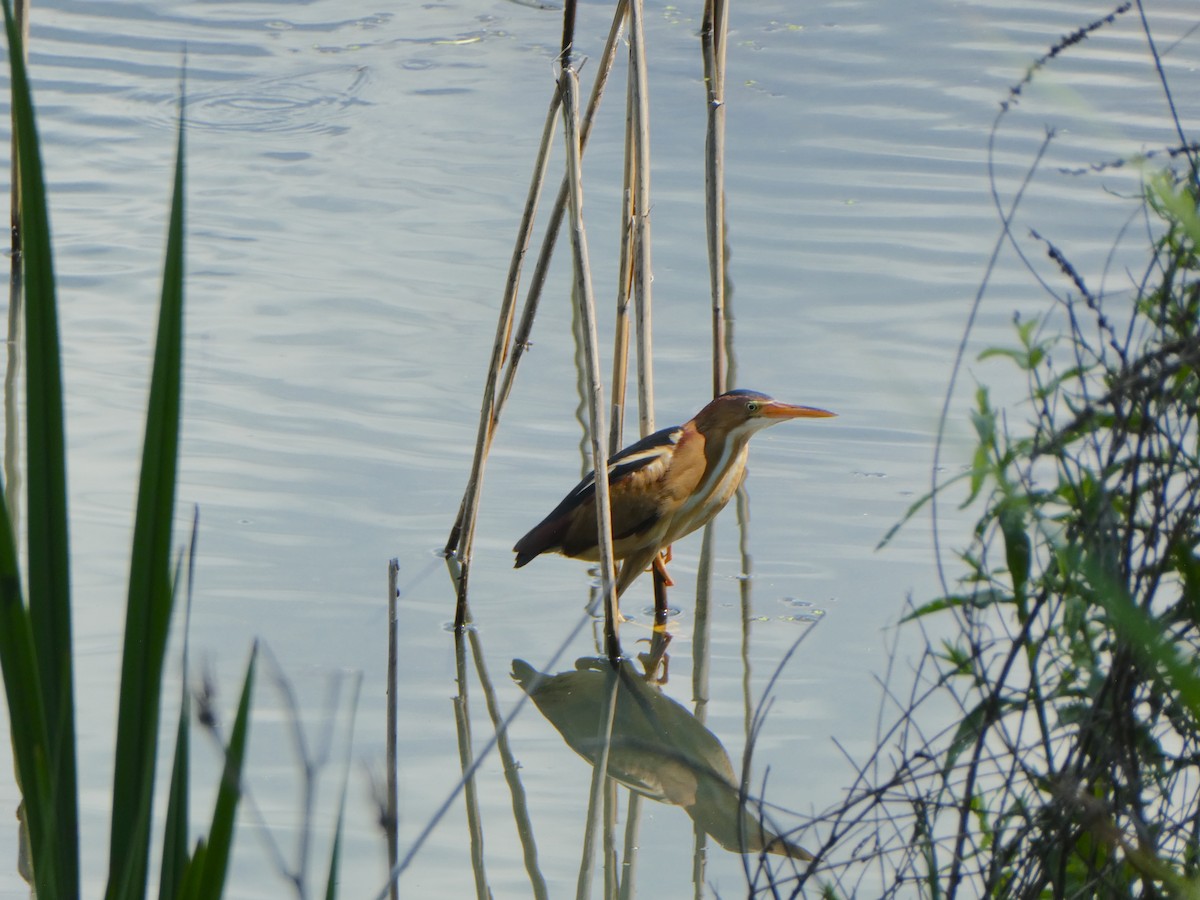 Least Bittern - ML618574017