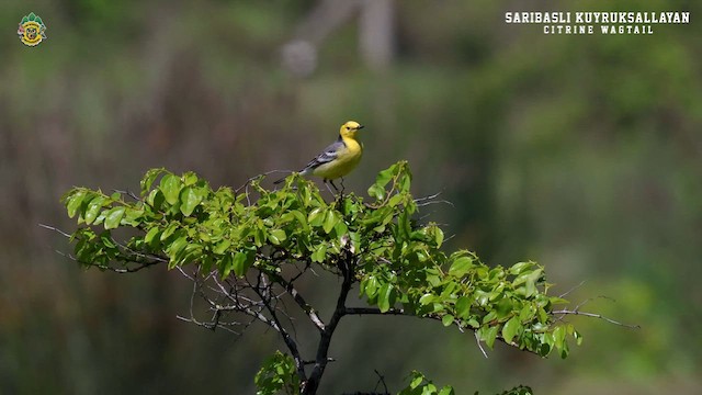 Citrine Wagtail - ML618574028