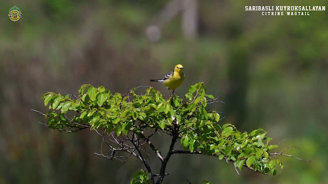 Citrine Wagtail - ML618574029