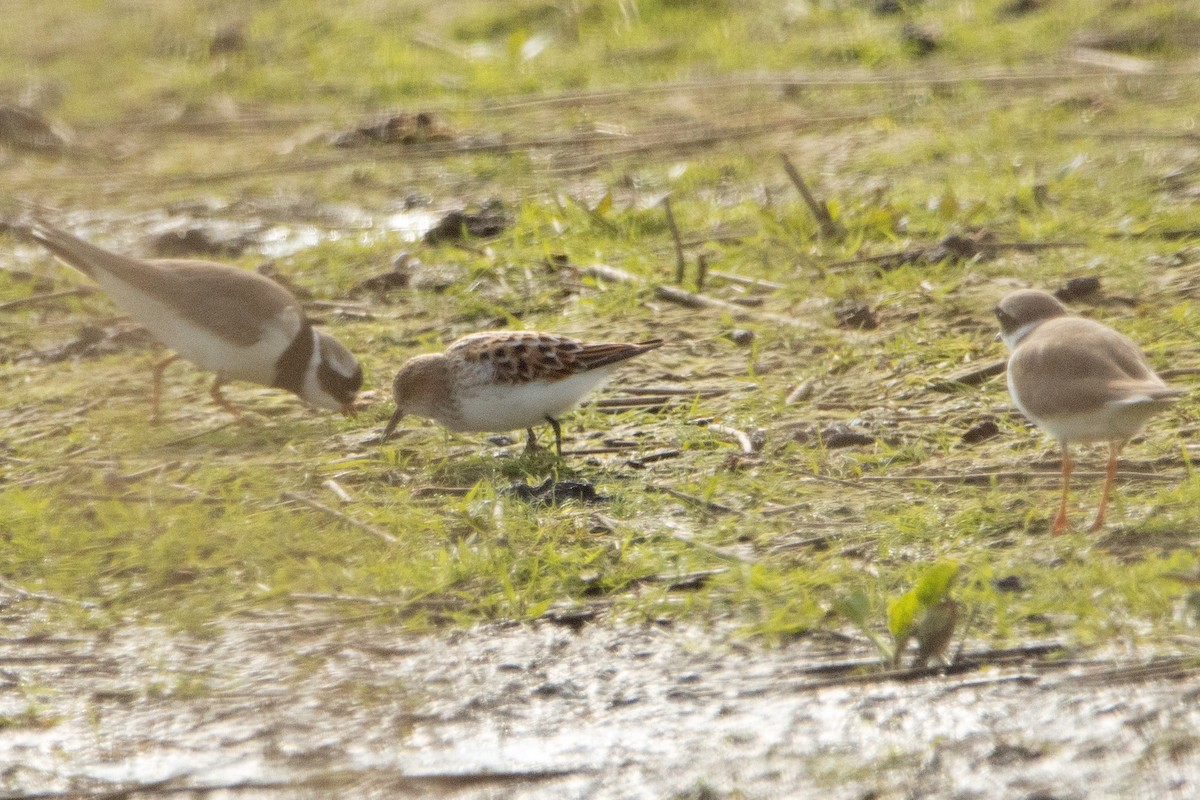 Little Stint - Letty Roedolf Groenenboom