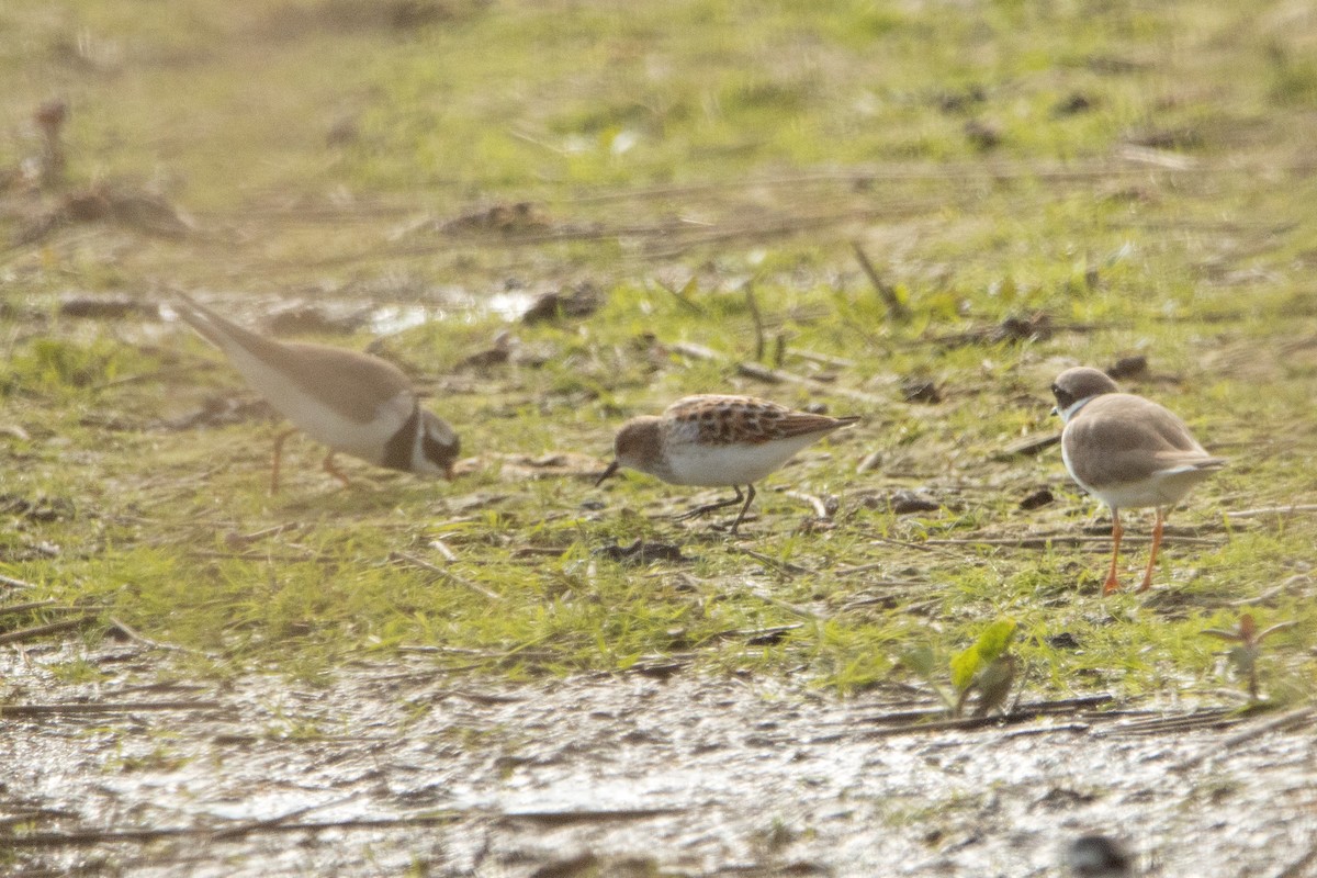 Little Stint - ML618574042