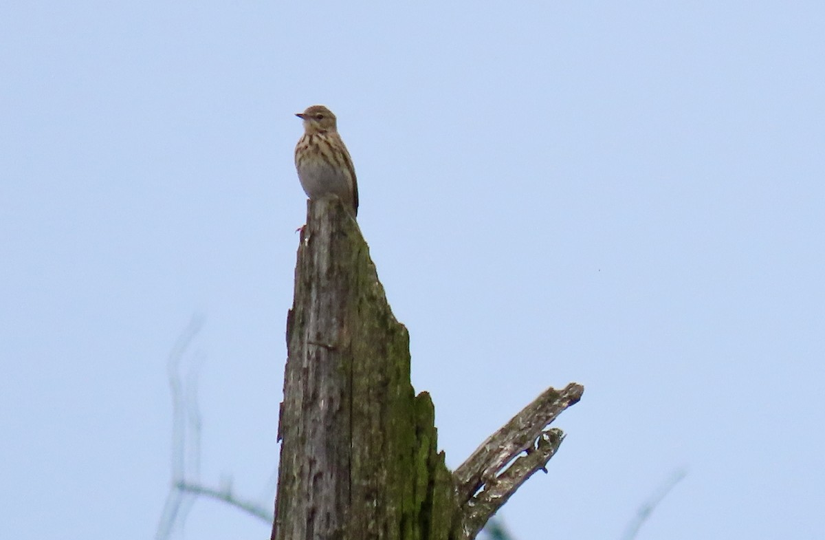 Tree Pipit - Oli Bailey