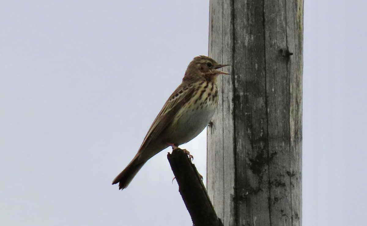 Tree Pipit - Oli Bailey