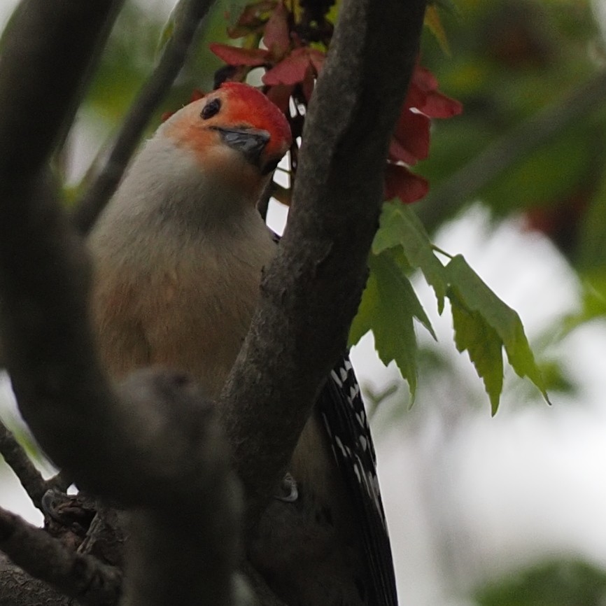 Red-bellied Woodpecker - ML618574093