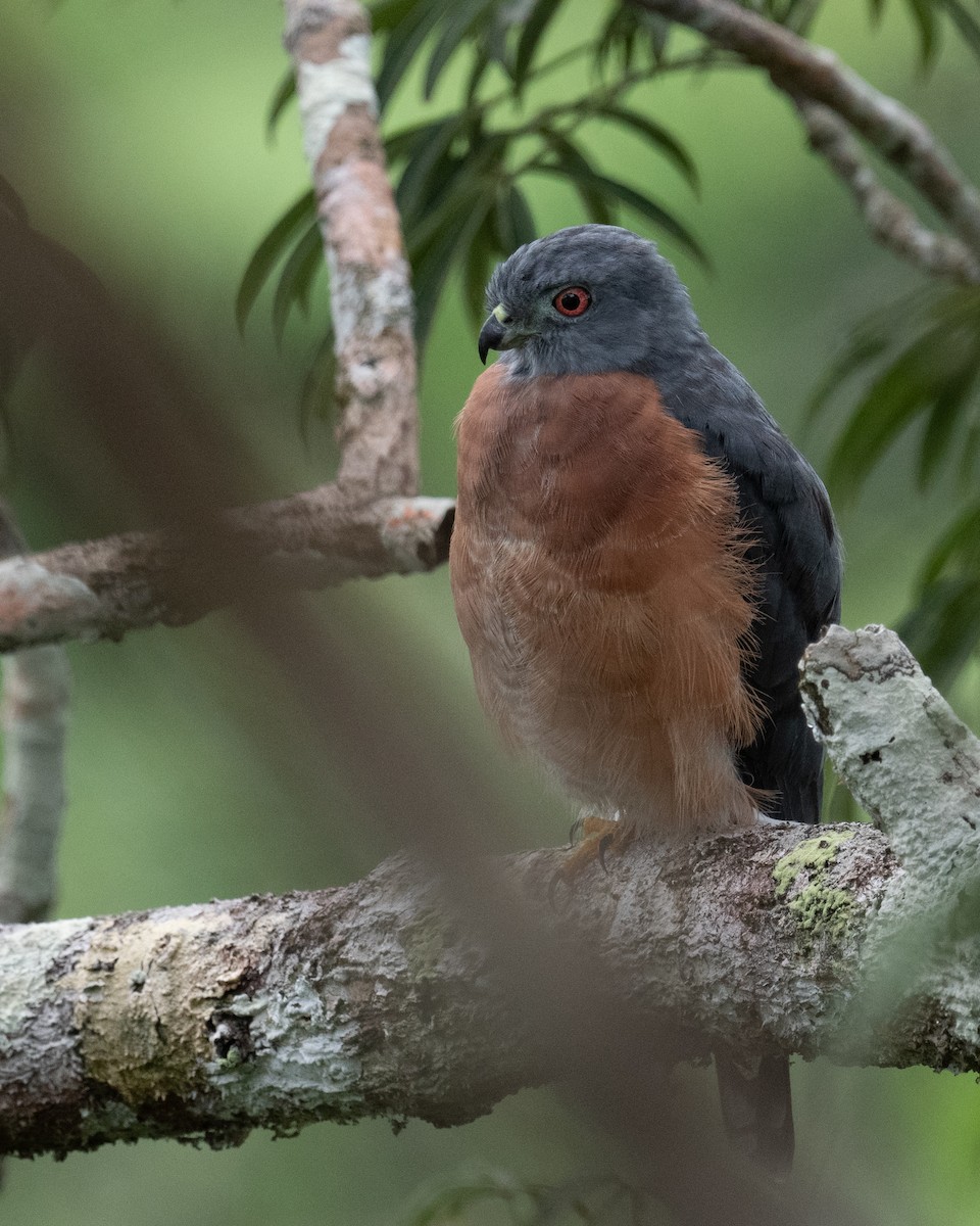 Double-toothed Kite - Ross Bartholomew