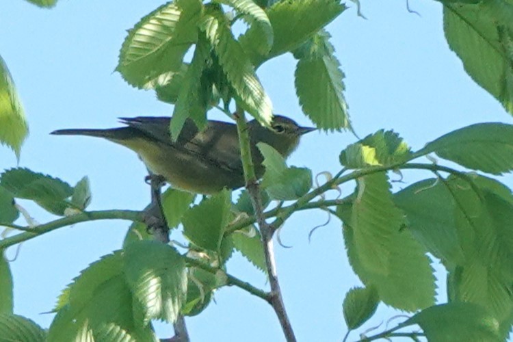 Orange-crowned Warbler - ML618574138