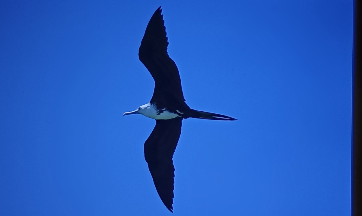 Magnificent Frigatebird - ML618574159