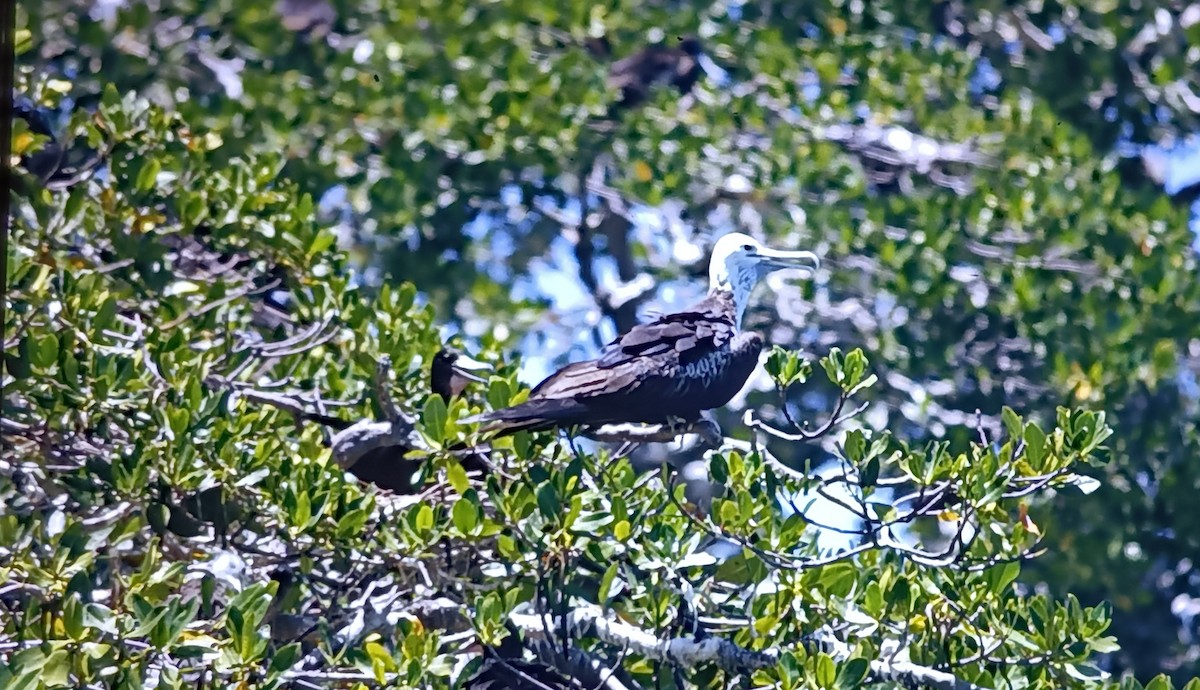 Magnificent Frigatebird - ML618574163